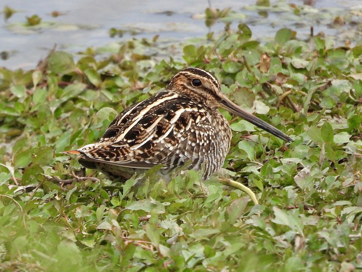 Wilson istingorra - ML646663254