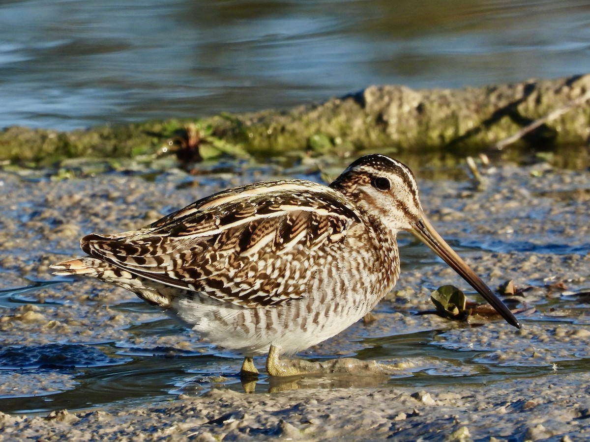 Wilson istingorra - ML646663255