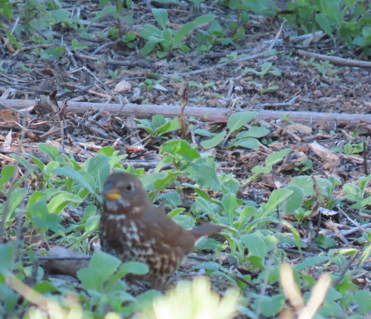 Bruant fauve (groupe unalaschcensis) - ML646663257