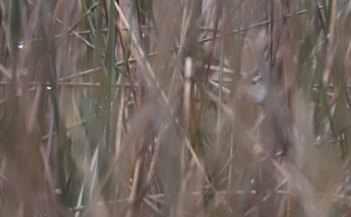 Marsh Wren (palustris Group) - ML646663258