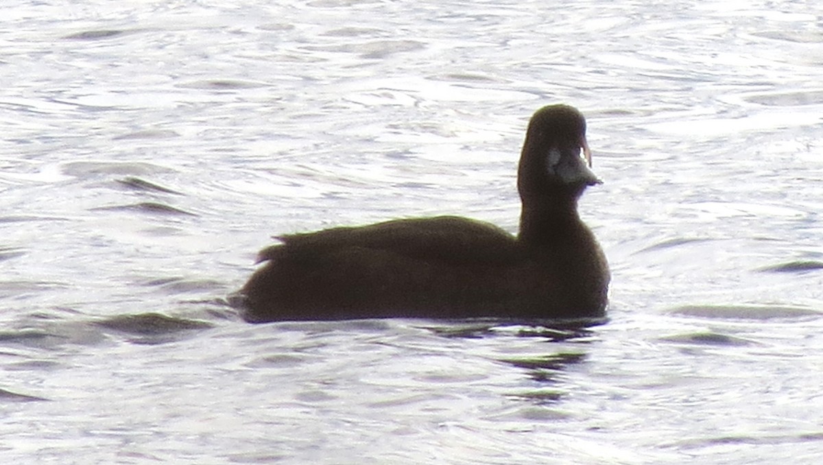 Karabaş Patka - ML646663259