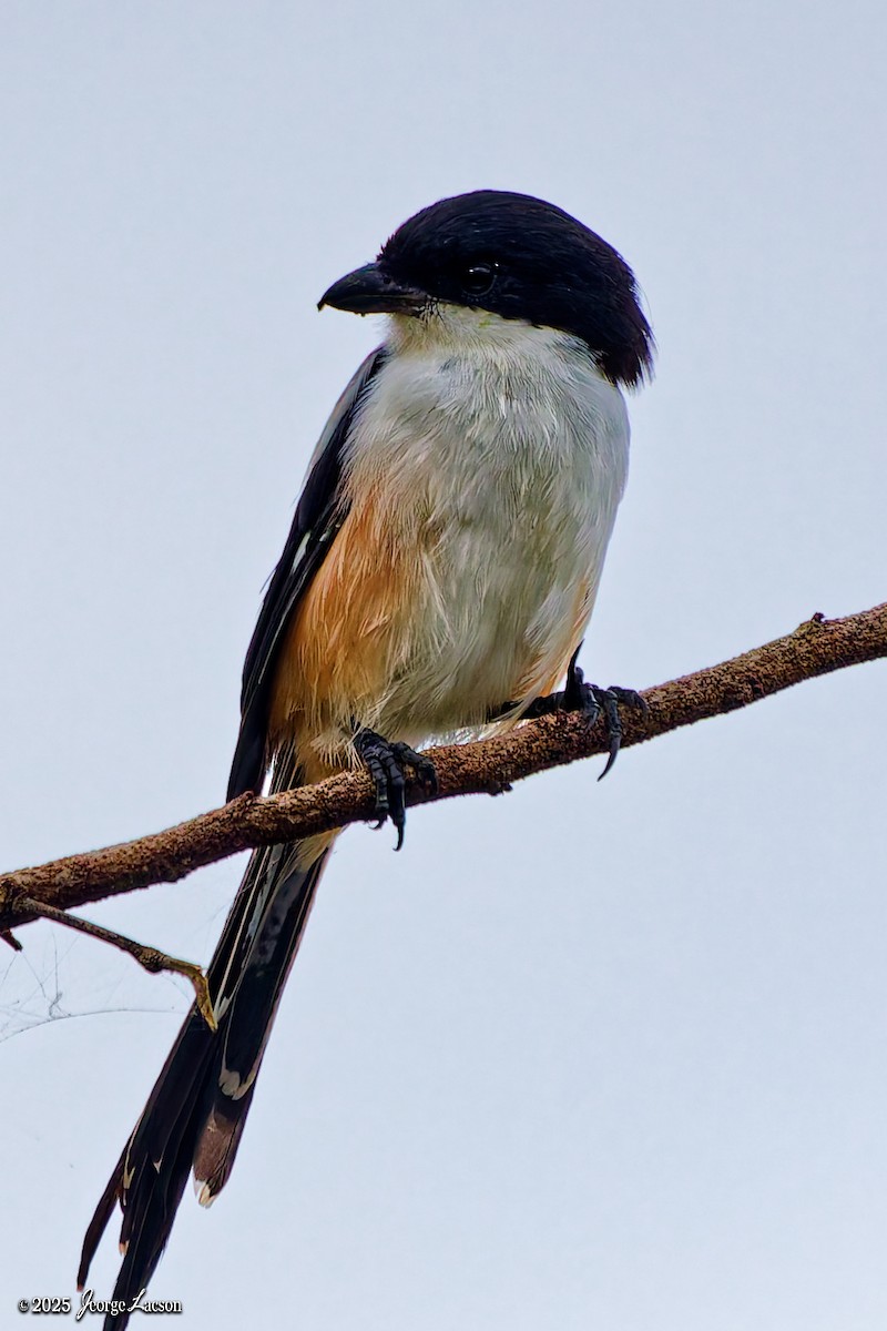 Алаг дунхай - ML646663260