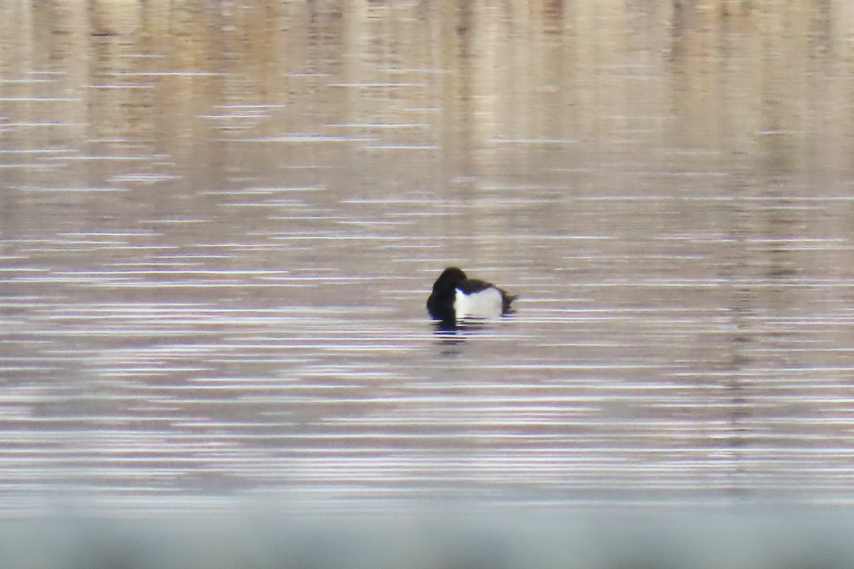 ringand - ML646663262