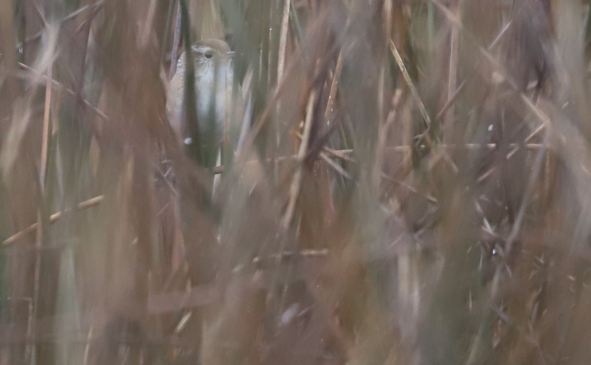 Marsh Wren (palustris Group) - ML646663263