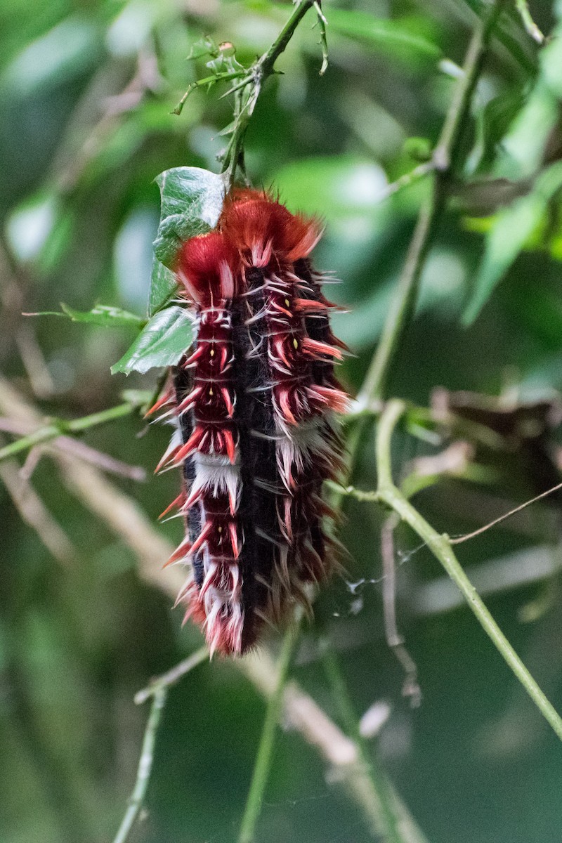 Epistrophus White Morpho - ML646663264