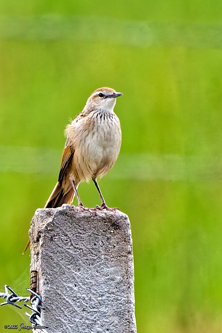 Striated Grassbird - ML646663266