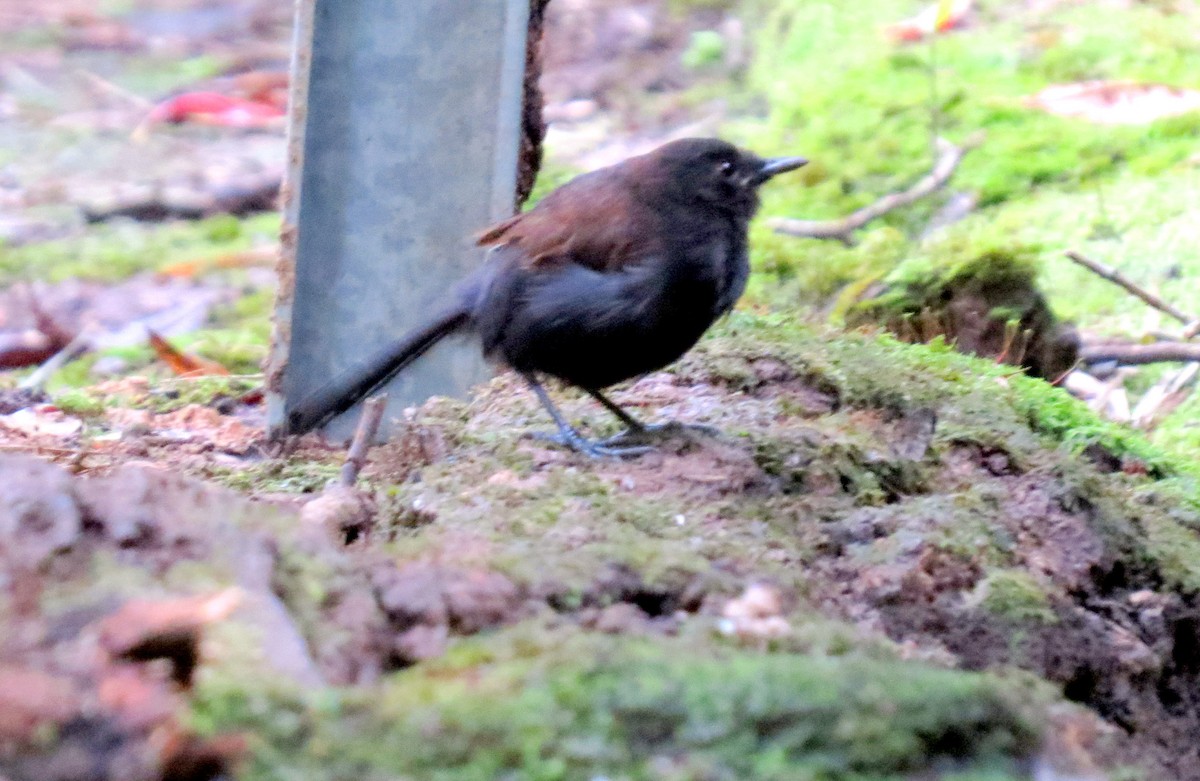 vestgloøye - ML646663267