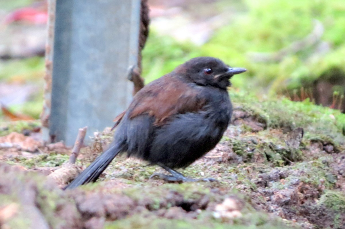 vestgloøye - ML646663268