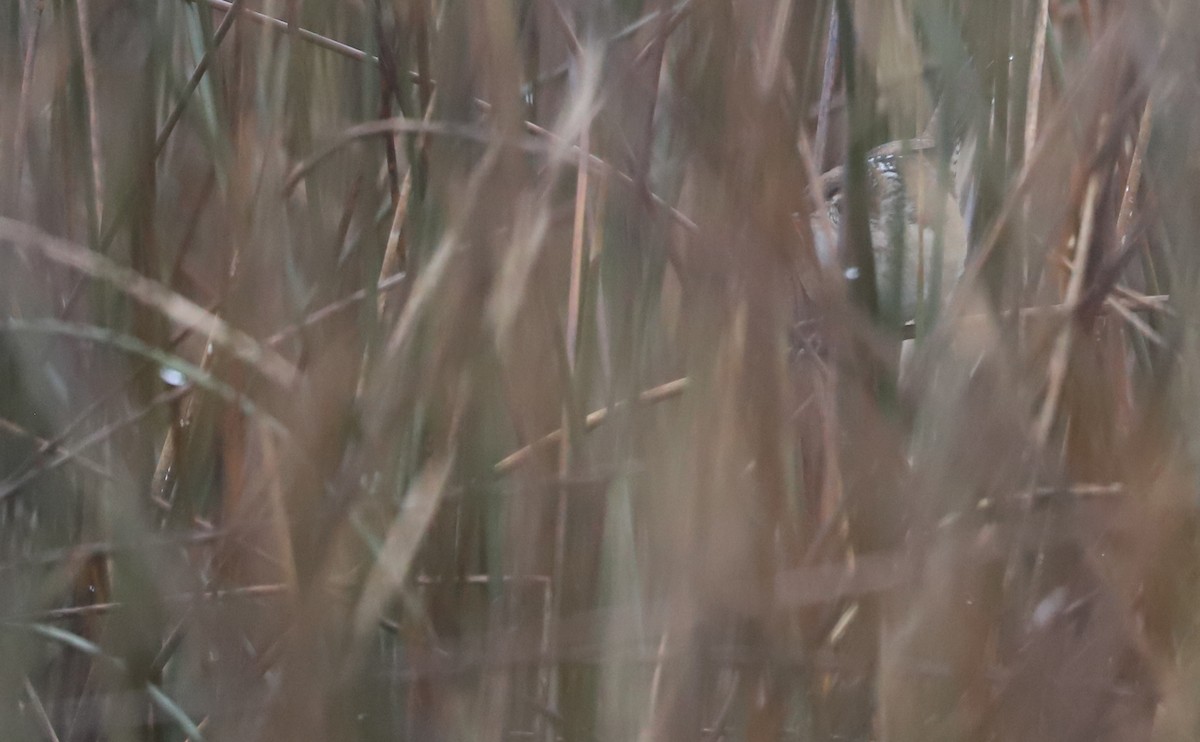 Marsh Wren (palustris Group) - ML646663269