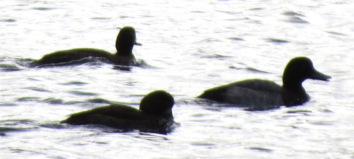 Karabaş Patka - ML646663271