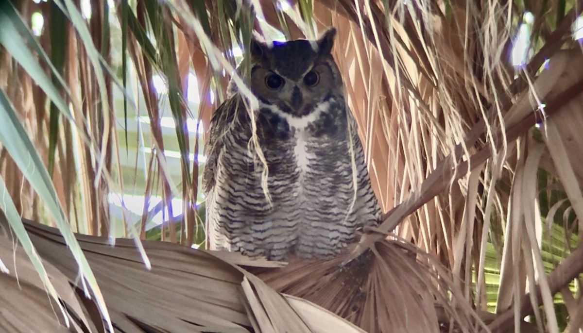 Great Horned Owl - ML646663272