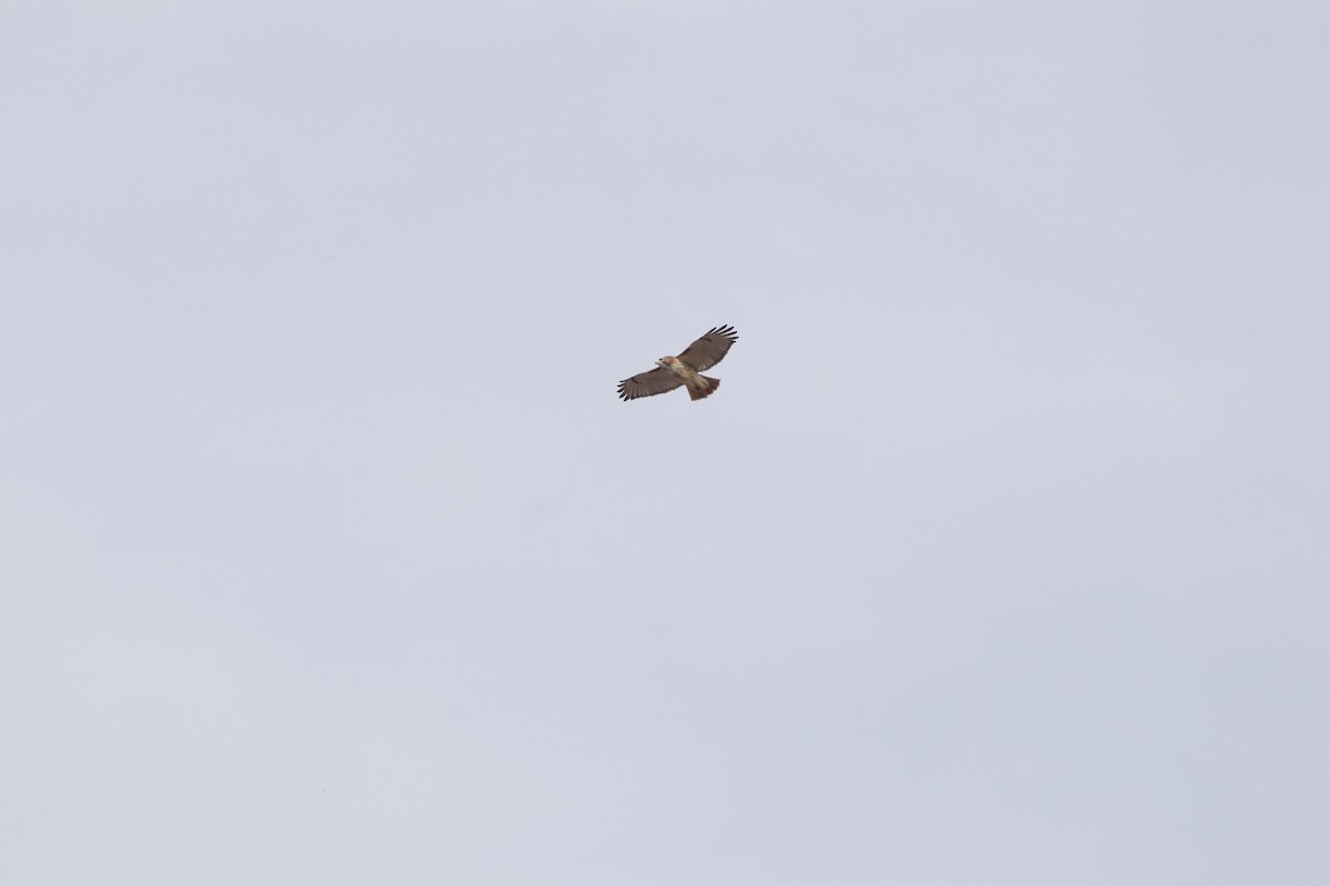 Red-tailed Hawk - ML646663273