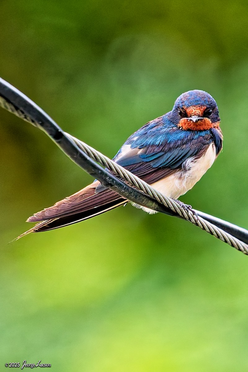 Pacific Swallow - ML646663274