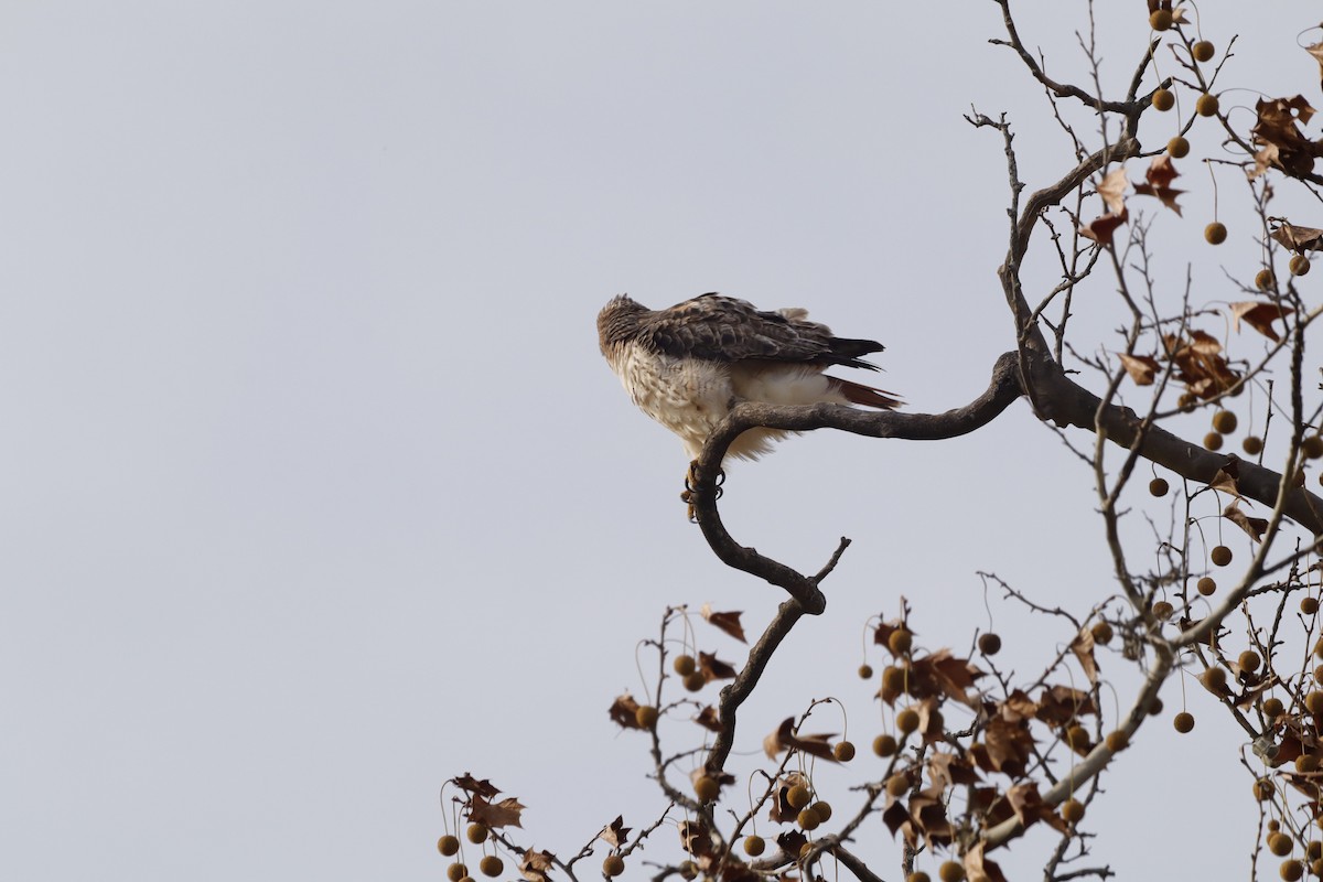 Red-tailed Hawk - ML646663275