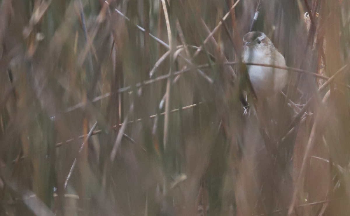 Marsh Wren (palustris Group) - ML646663276