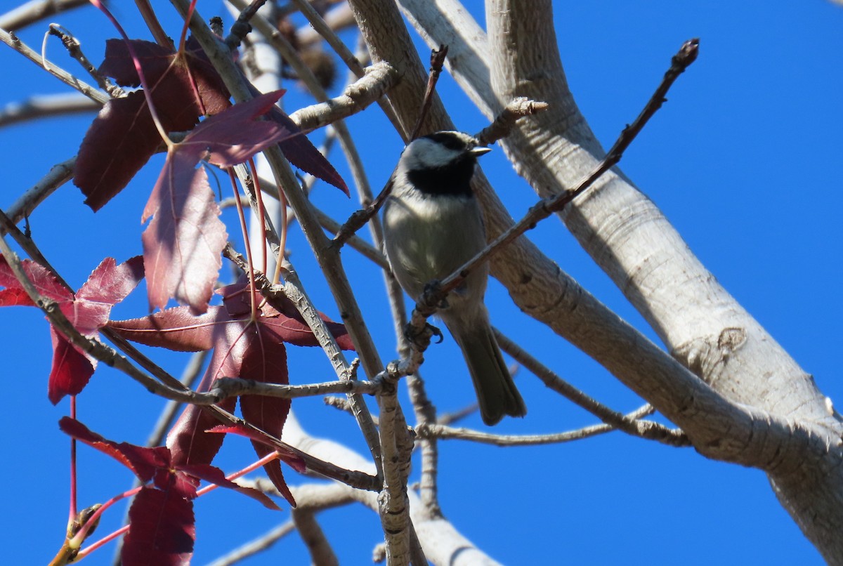 Mésange de Gambel - ML646663277