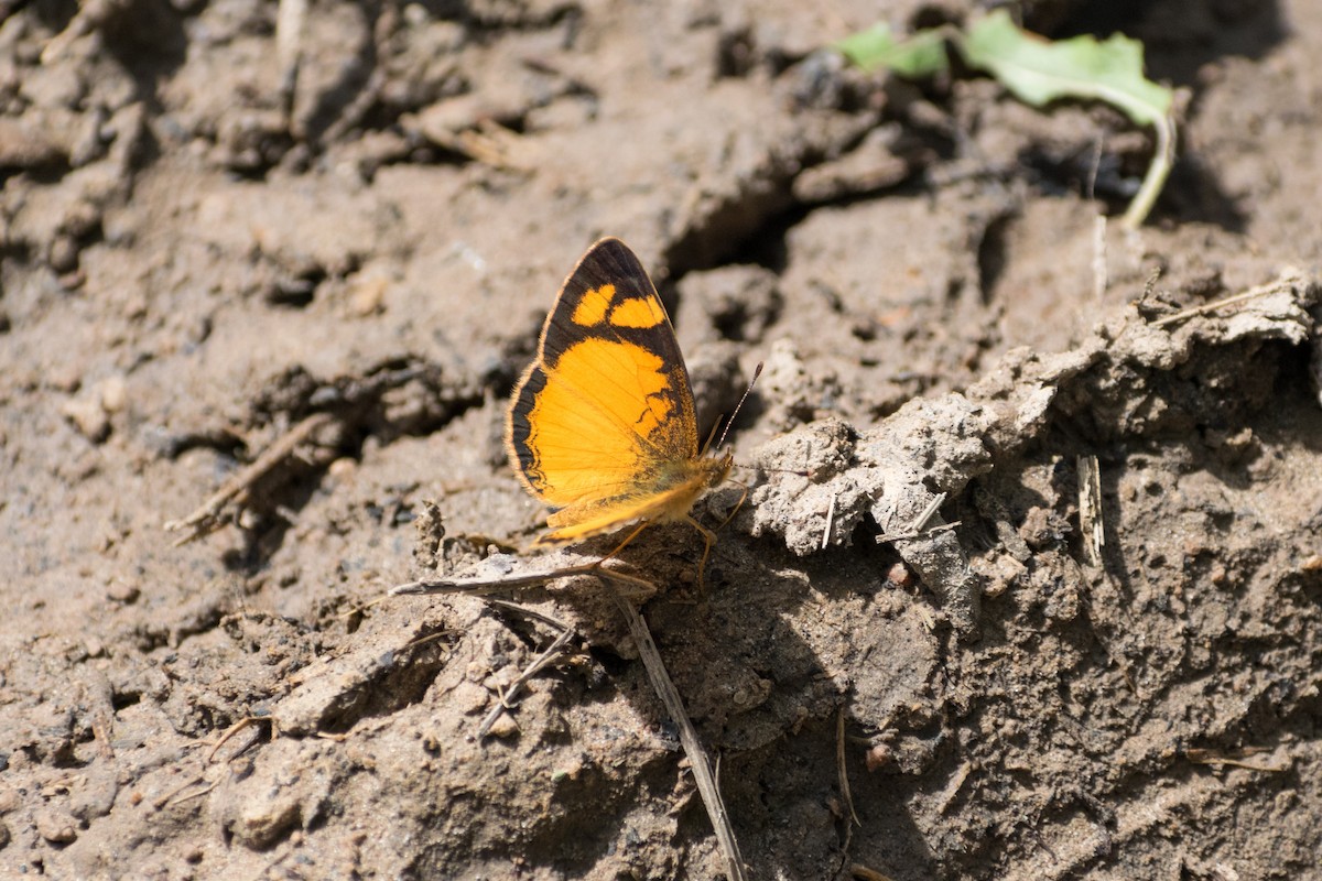 Claudina Crescent - ML646663279