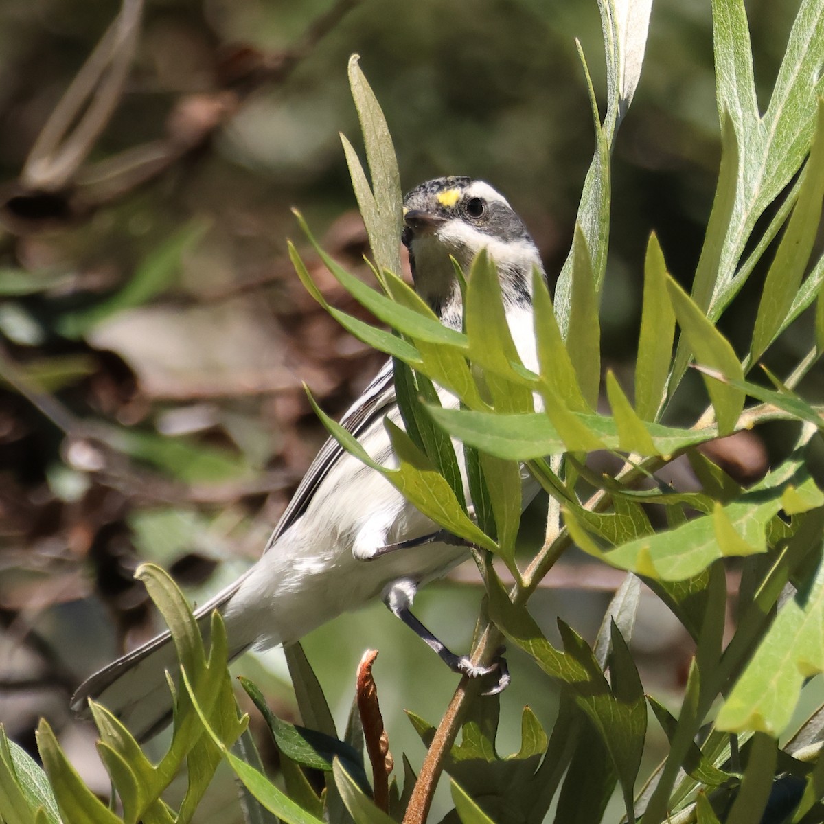 ノドグロハイアメリカムシクイ - ML646663283