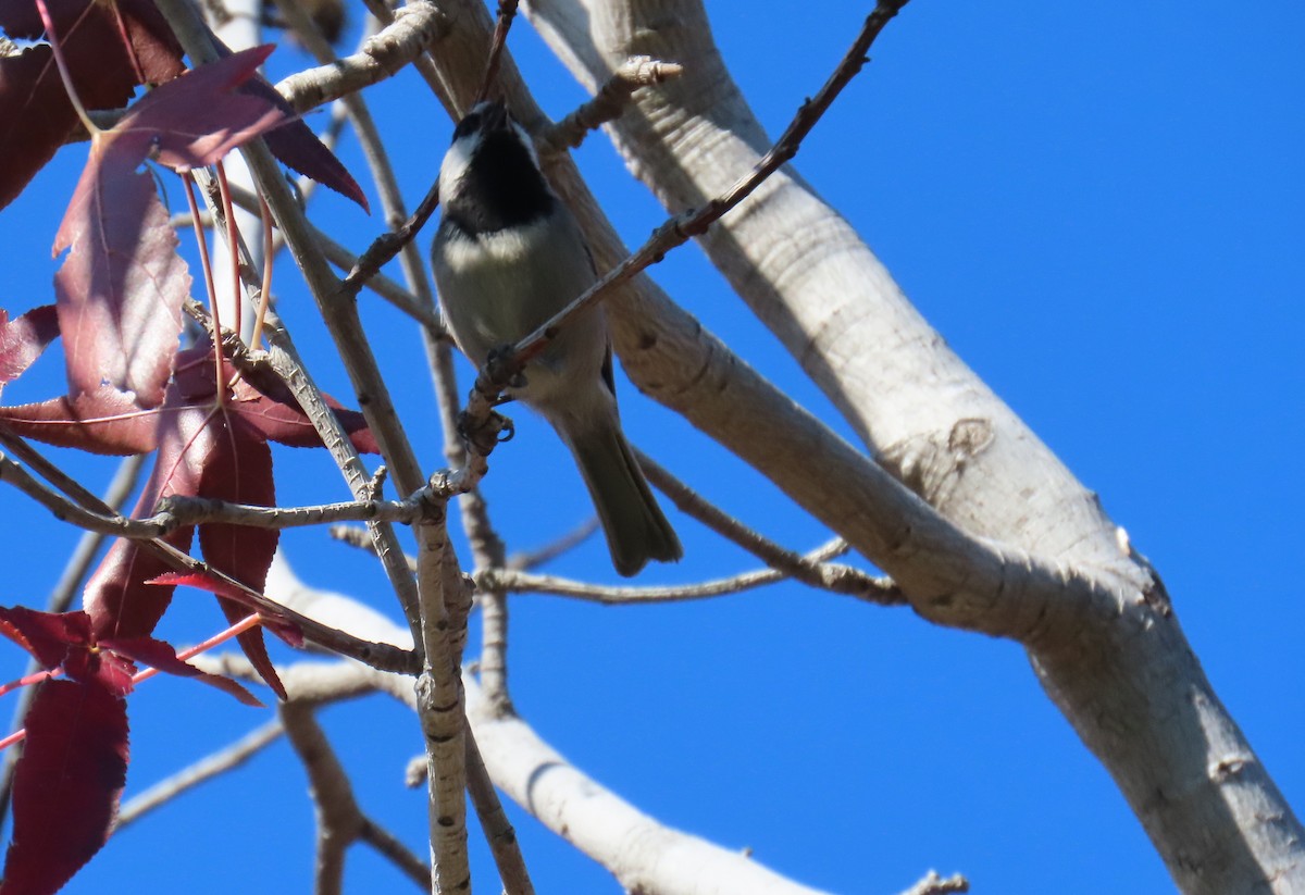 Mésange de Gambel - ML646663284