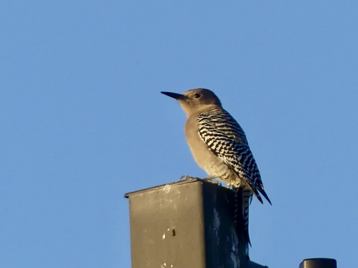 Gila Woodpecker - ML646663286