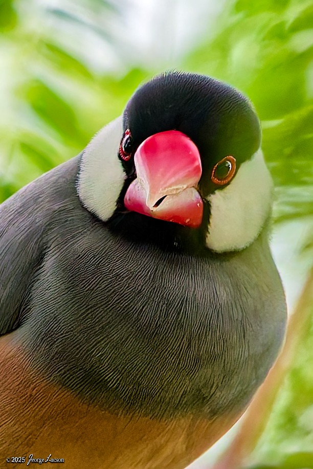 Java Sparrow - ML646663287