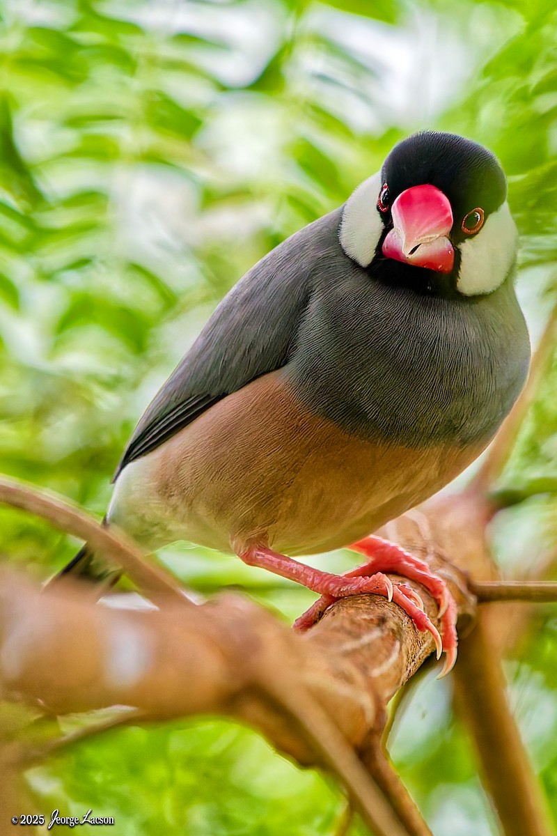 Java Sparrow - ML646663288
