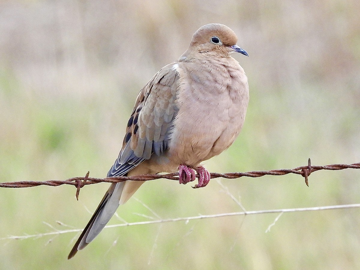 Zenaida arrunta - ML646663289