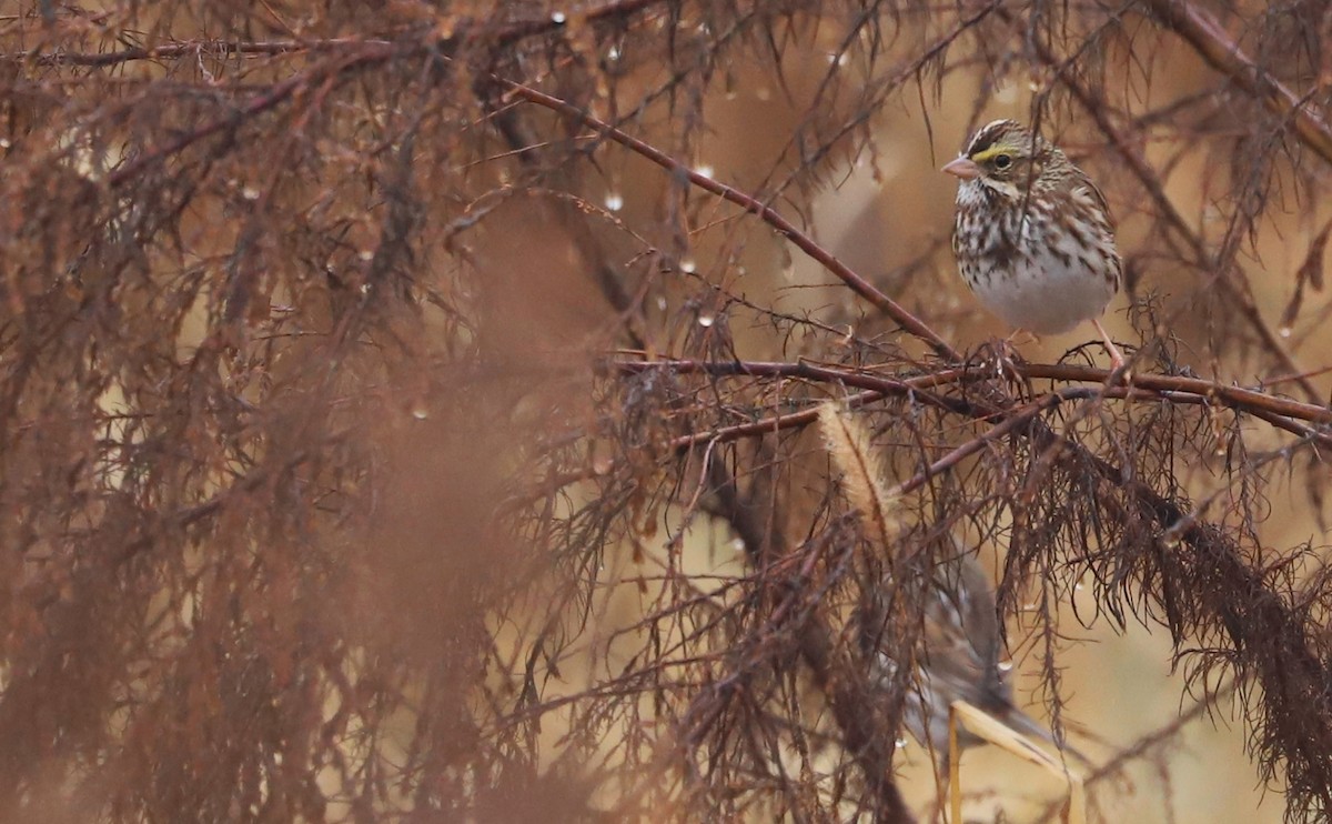 稀樹草鵐(sandwichensis群) - ML646663290