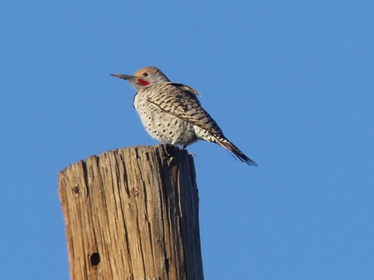 Gilded Flicker - ML646663292