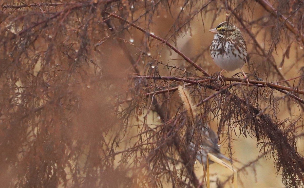 稀樹草鵐(sandwichensis群) - ML646663293