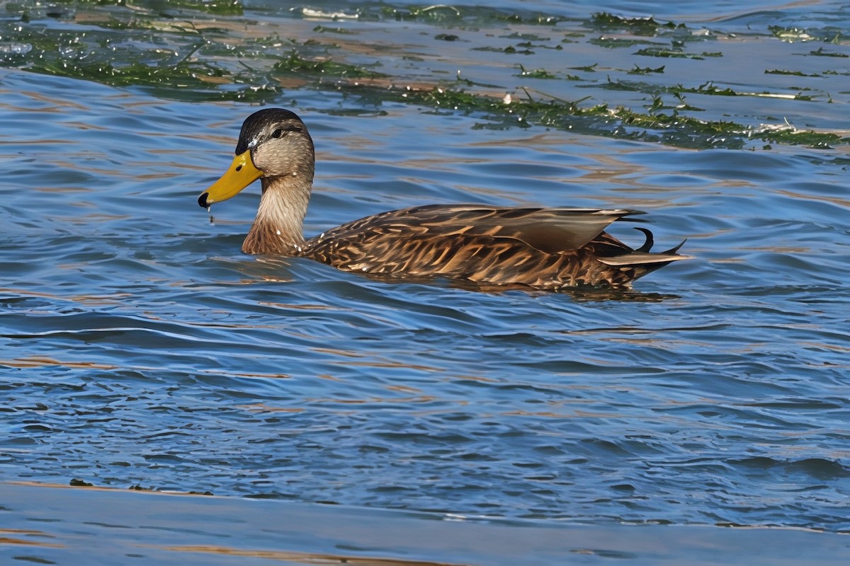 Mexican Duck - ML646663294
