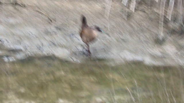 Kurşuni Sukılavuzu - ML646663297