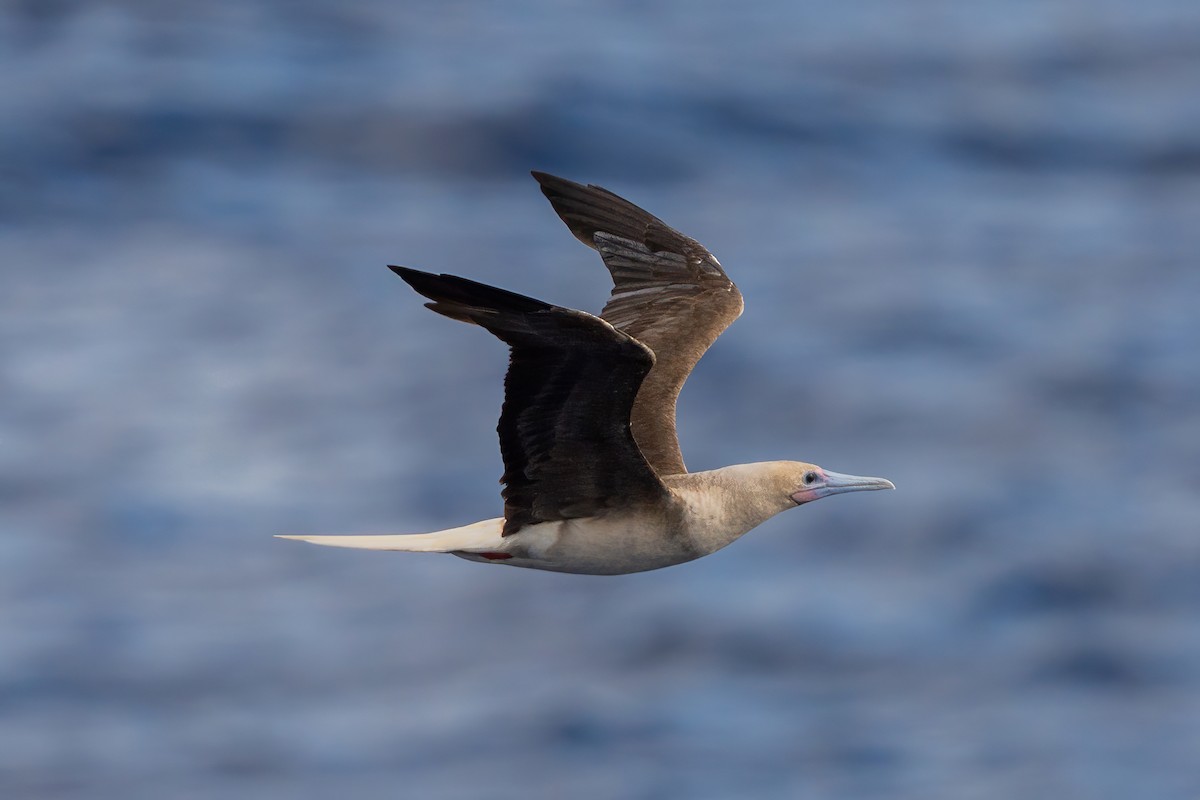 Red-footed Booby - ML646663298