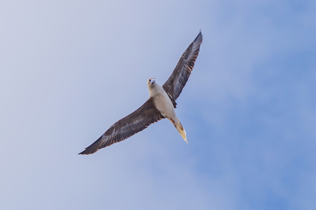Red-footed Booby - ML646663299