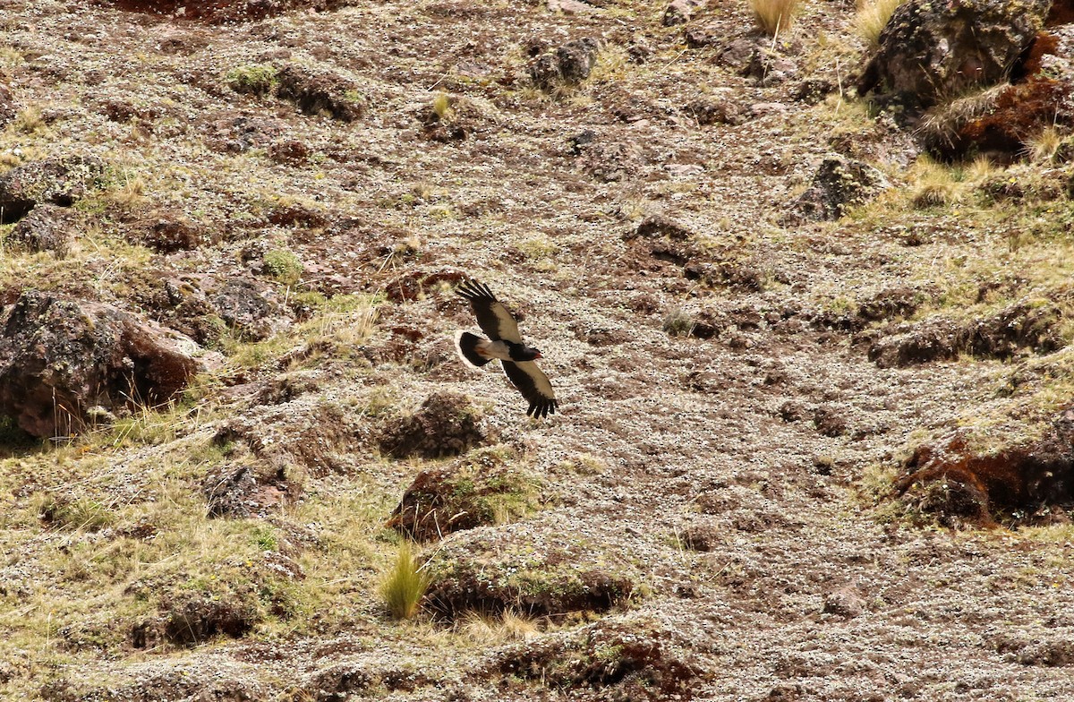 fjellkarakara - ML646663300