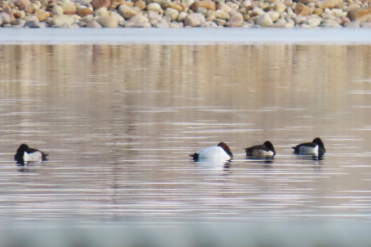 ringand - ML646663301