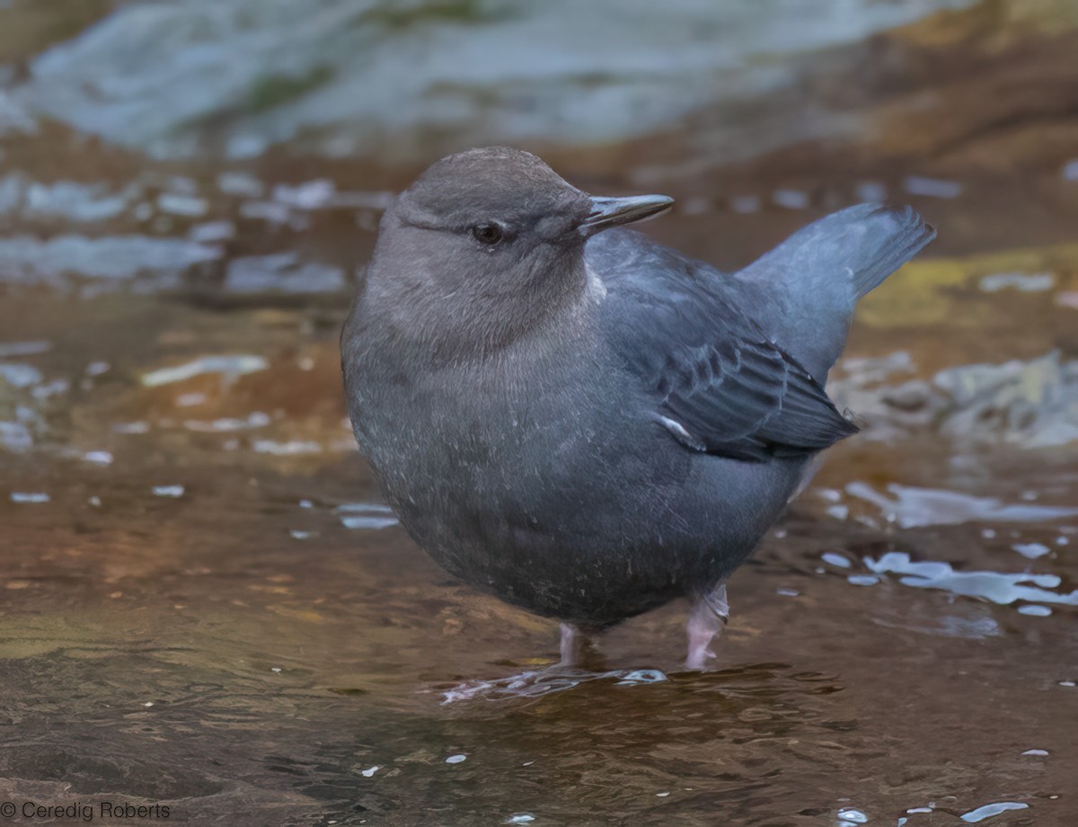 Amerika Derekuşu - ML646663303