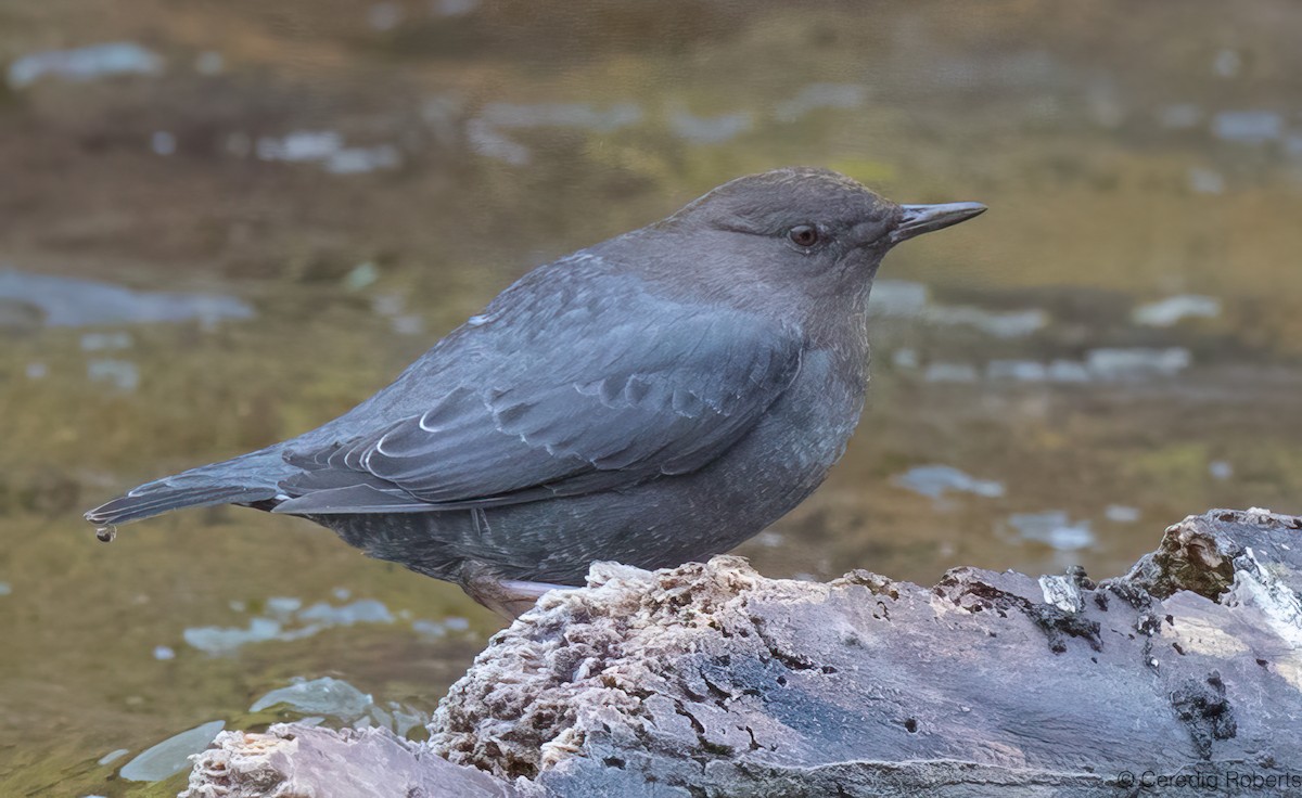 Amerika Derekuşu - ML646663304