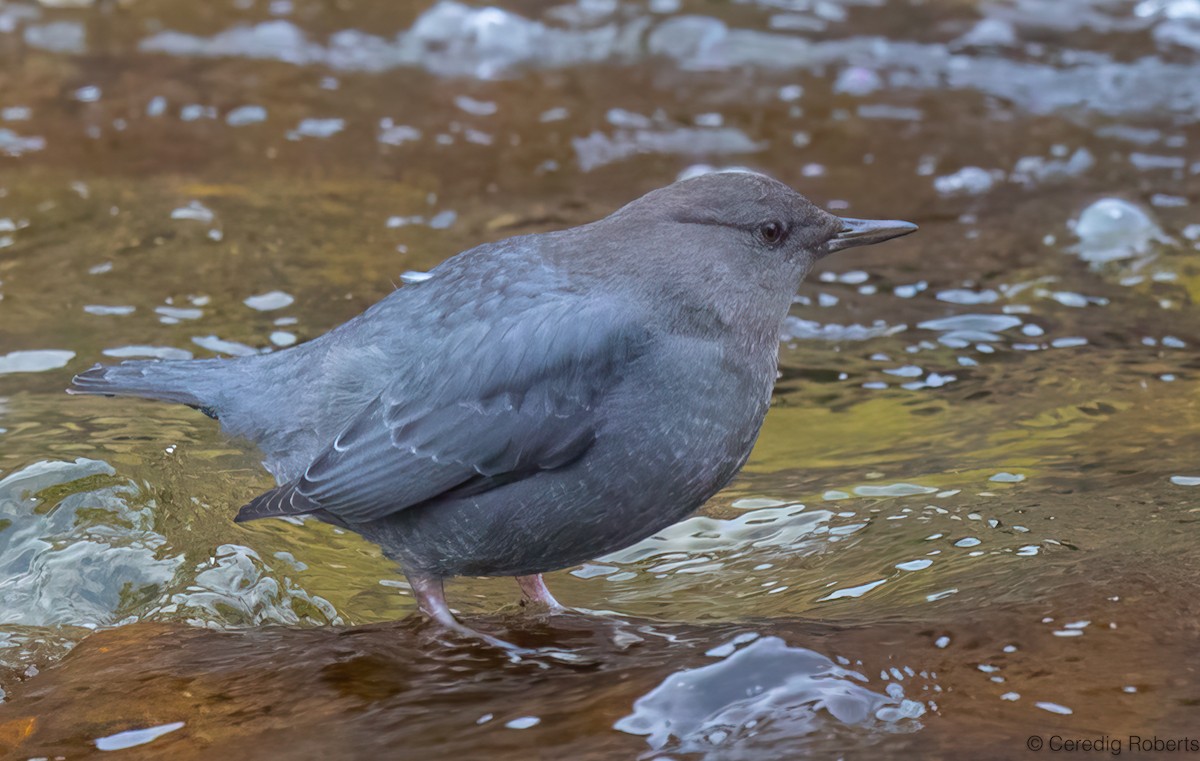 Amerika Derekuşu - ML646663305