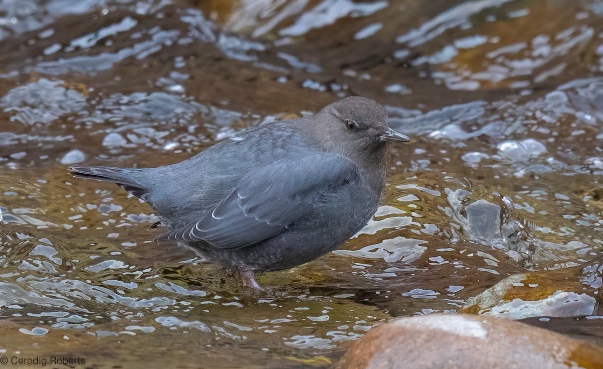 Amerika Derekuşu - ML646663308