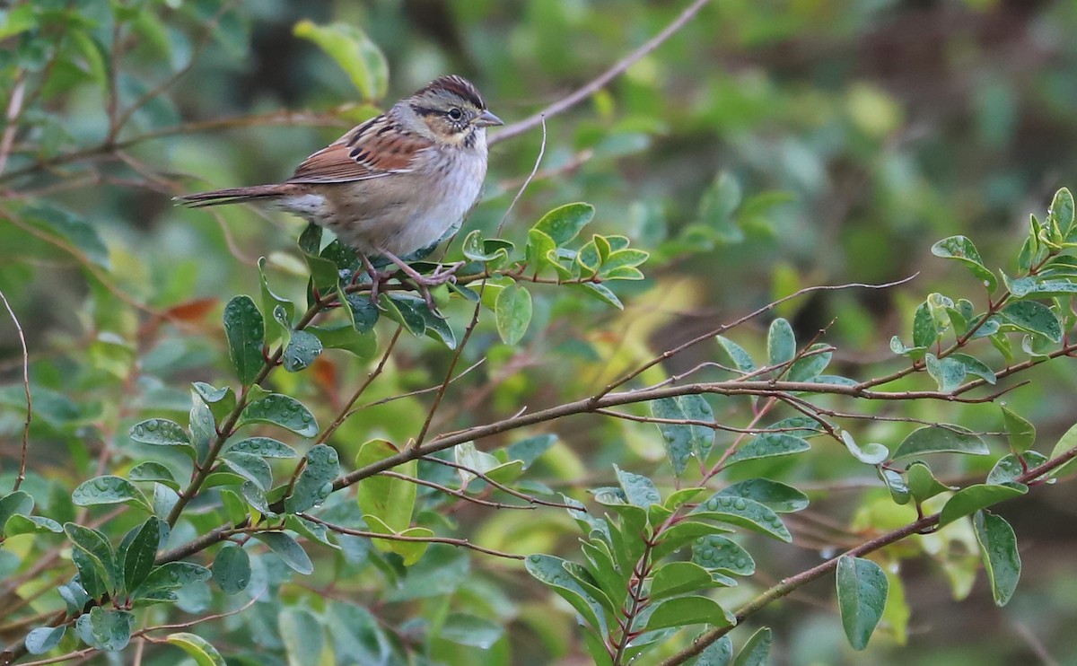 Swamp Sparrow - ML646663309