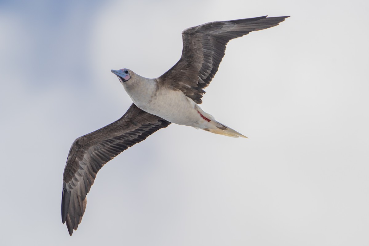 Red-footed Booby - ML646663310