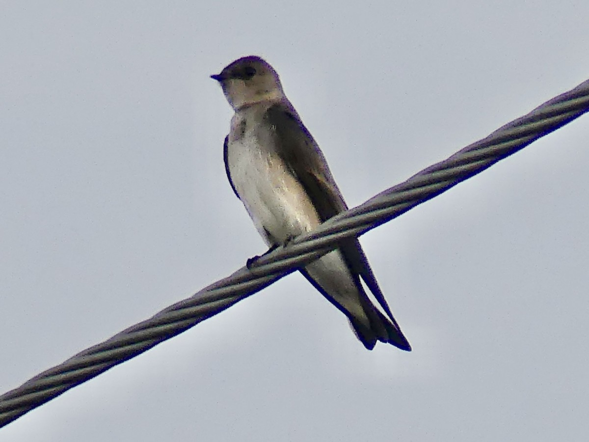 Northern Rough-winged Swallow - ML646663311