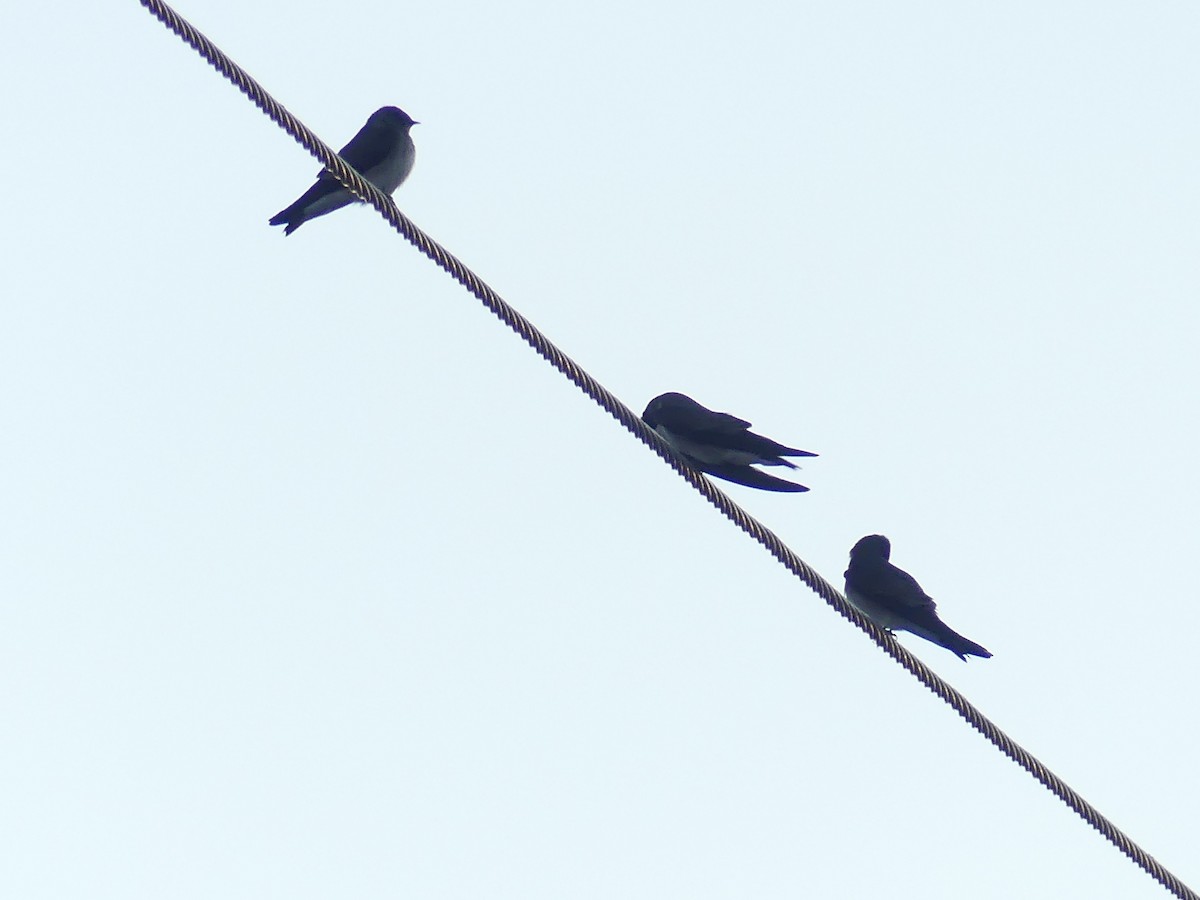Northern Rough-winged Swallow - ML646663312