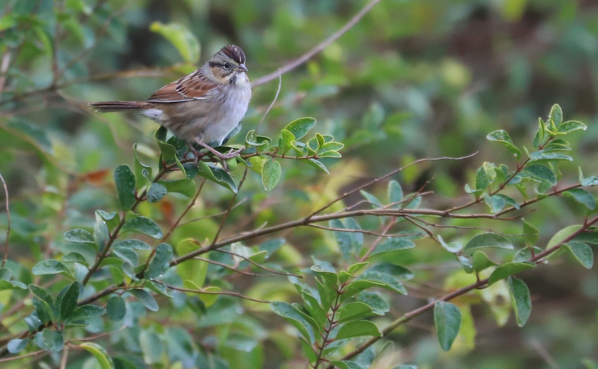 Swamp Sparrow - ML646663313