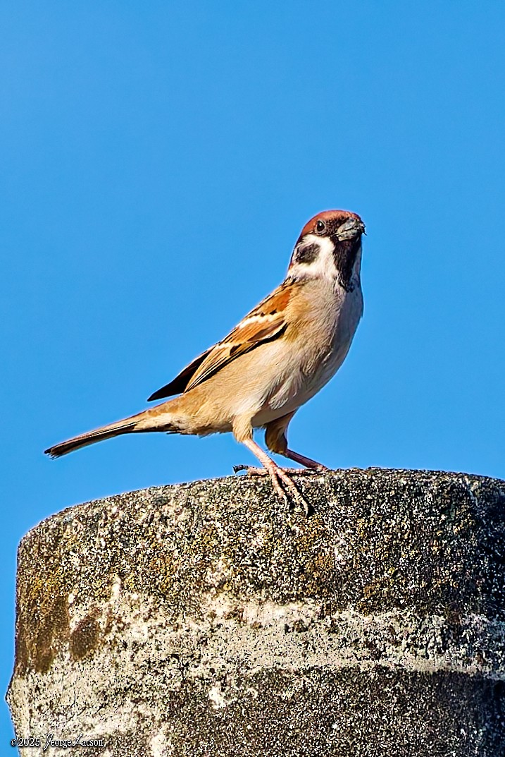 Хээрийн бор шувуу - ML646663315