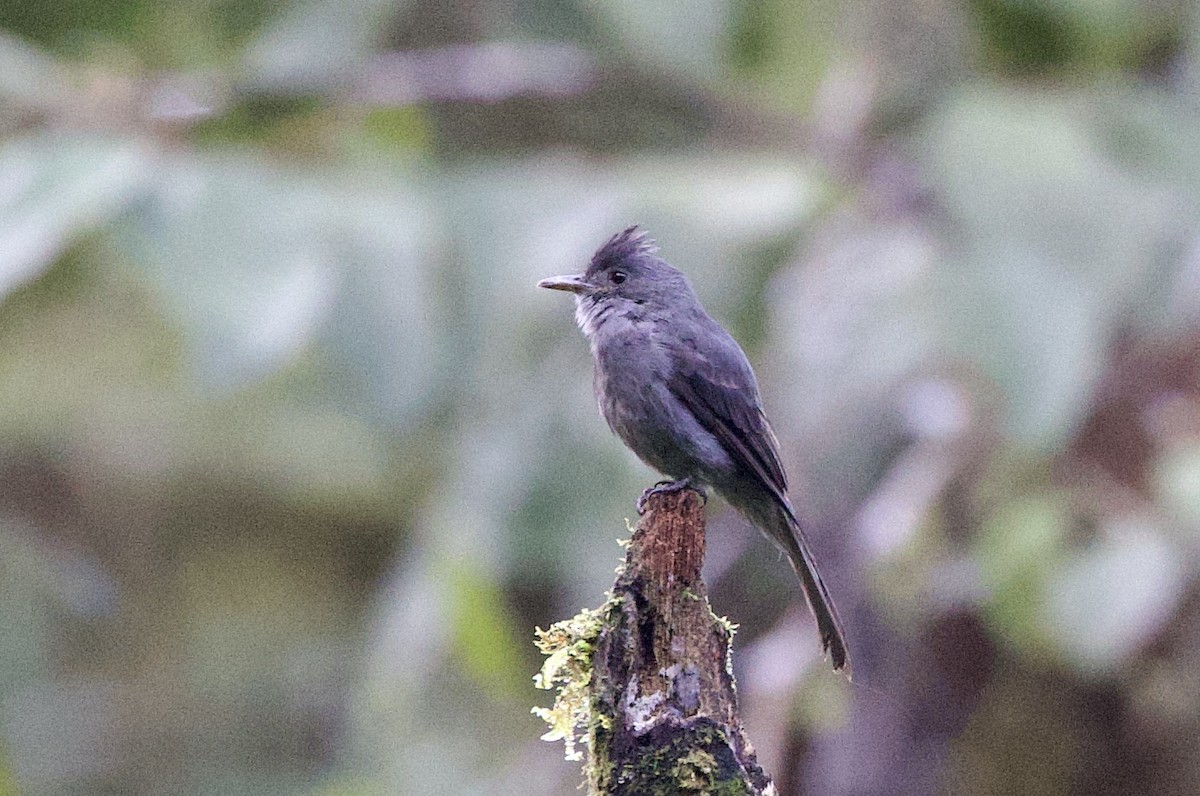 Дымчатый пиви - ML646663317