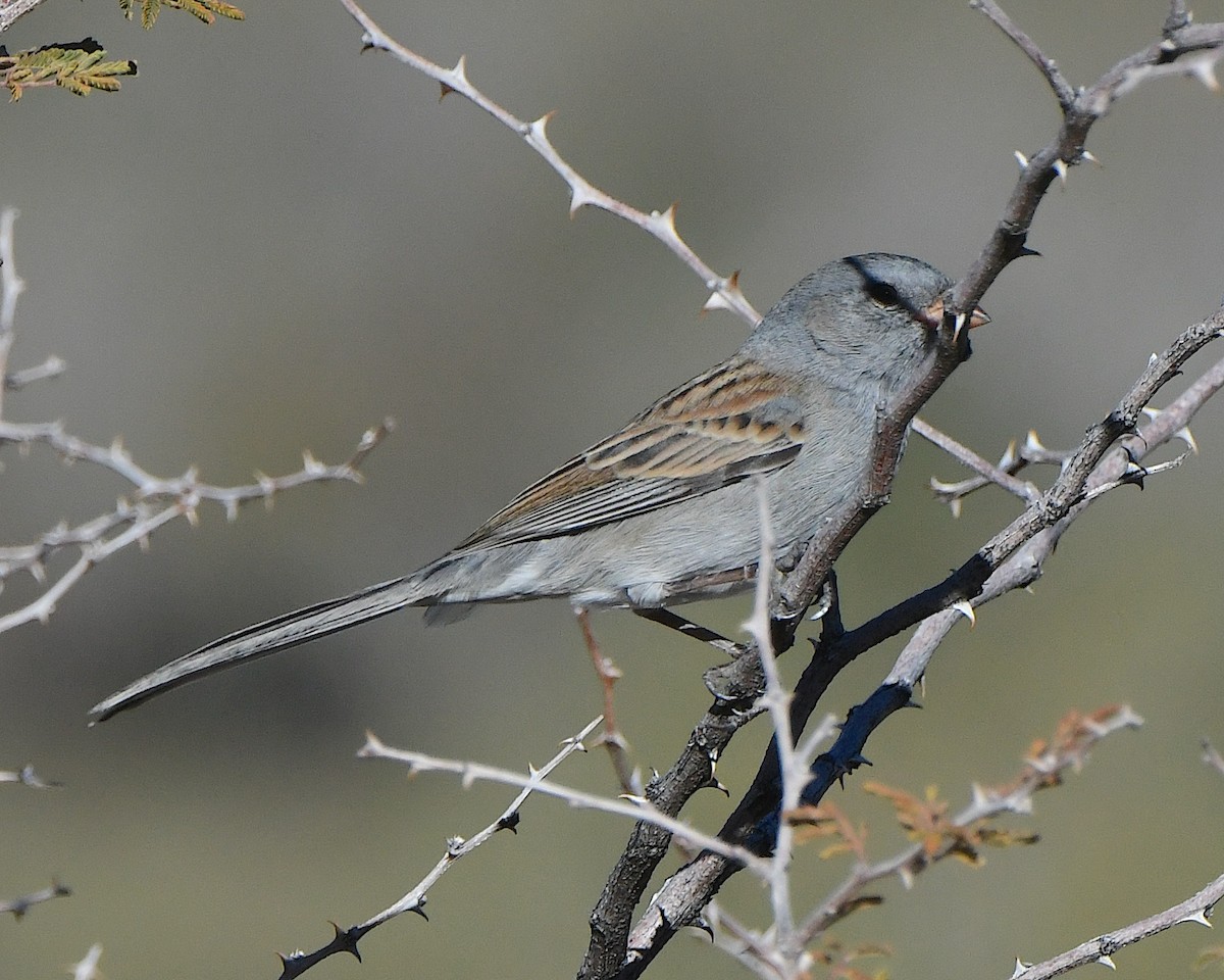 Black-chinned Sparrow - ML646663318