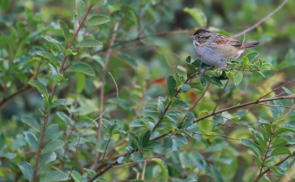 Swamp Sparrow - ML646663322