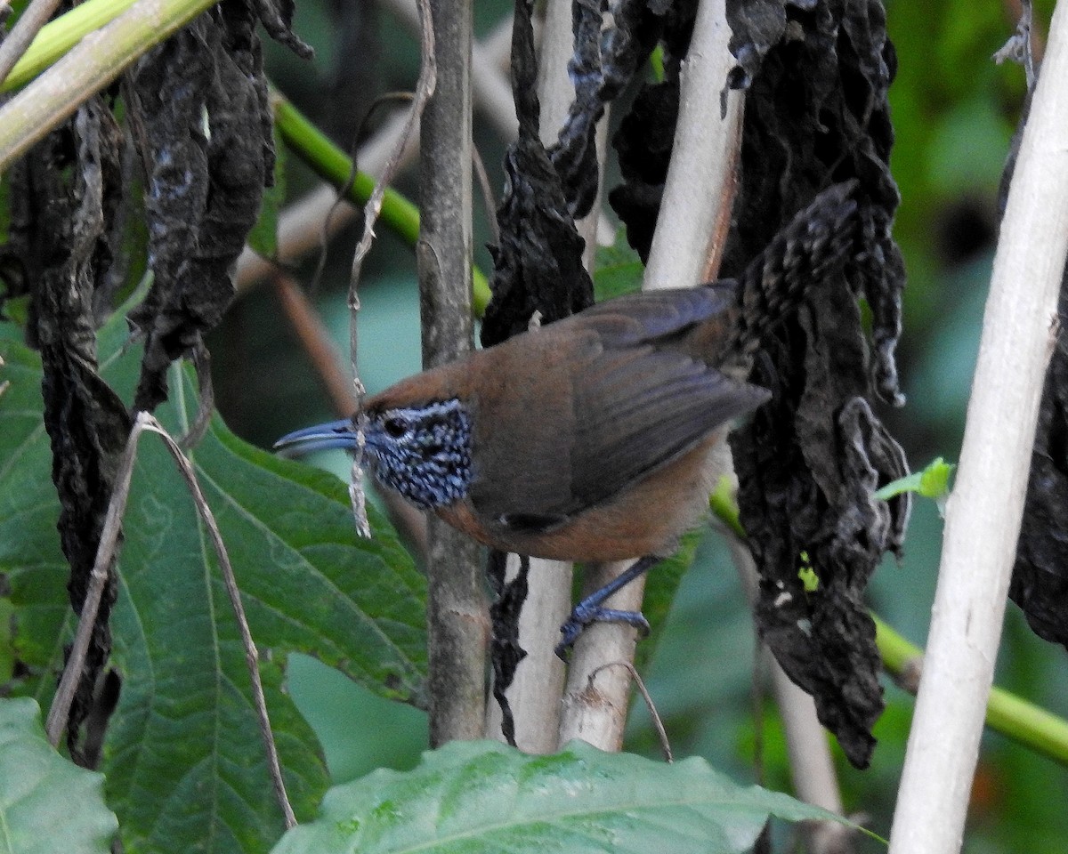 Rufous-breasted Wren - ML646663324